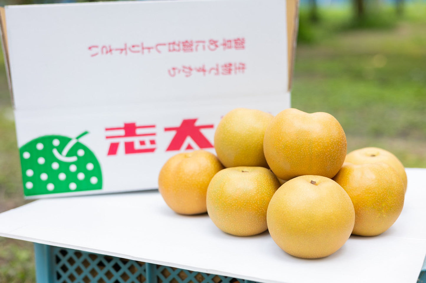 00.旬の梨を毎月お届け!梨の定期便(7月〜9月)
