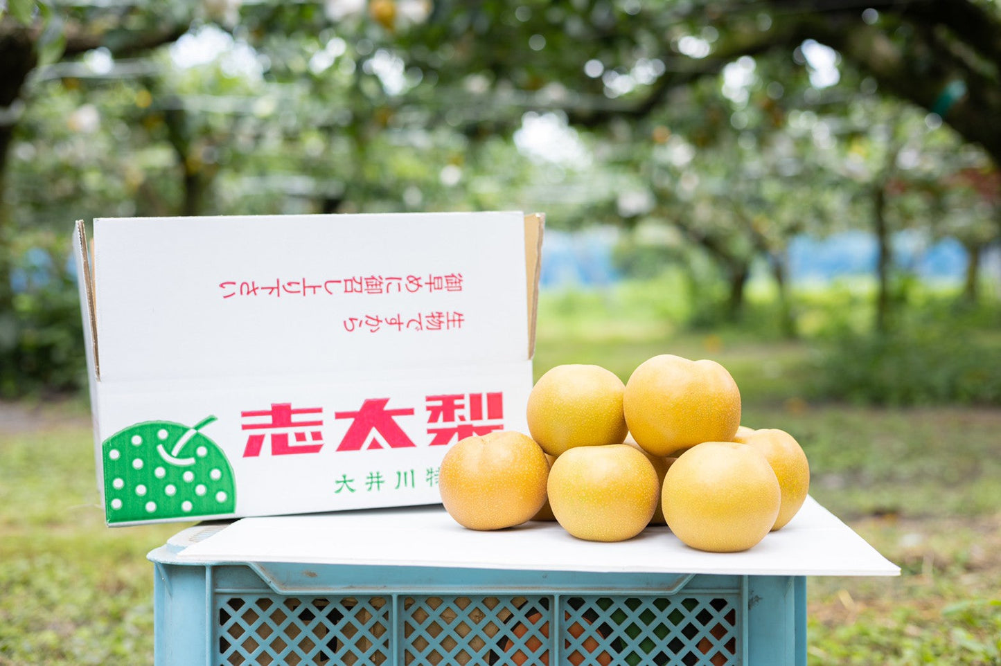 00.旬の梨を毎月お届け!梨の定期便(7月〜9月)