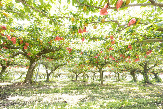 浅田梨園-求人募集-梨栽培独立希望の方も大歓迎！